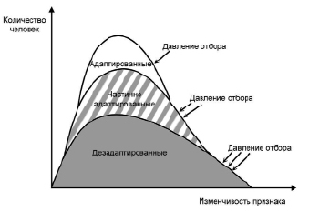Объект естественного отбора. Зона отбора это. Стабилизирующая форма естественного отбора результат. Зона отбора это. Формы естественного отбора.